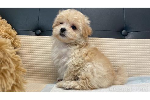 成約済の兵庫県のマルプー:マルチーズ×トイプードル-378627の3枚目